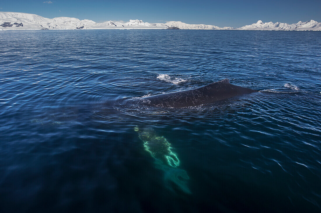 Humpback whale Megaptera novaeangliae in Gerlache Strait, Antarctic Peninsula, Antarctica