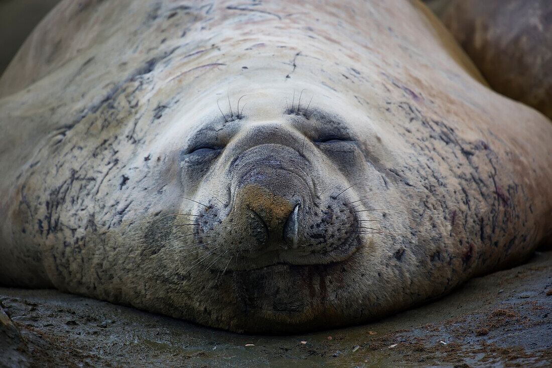 Elephant seal Mirounga leonina, Palmer Station, Antarctica
