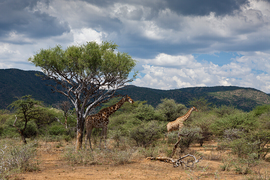 Pair of Angolan Giraffes, Giraffa camelopardalis angolensis, Namibia