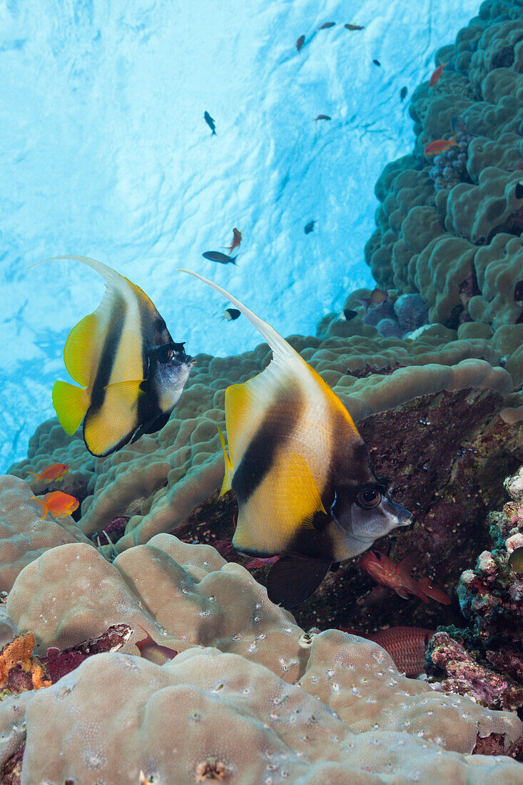 Pair of of Red Sea Bannerfish, Heniochus intermedius, Red Sea, Dahab, Egypt