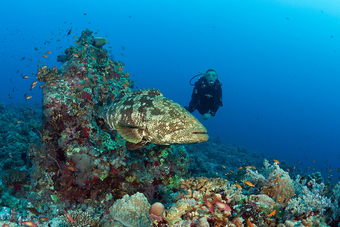 Taucher und Malabar-Zackenbarsch, Epinephelus malabaricus, Rotes Meer, Ras Mohammed, Aegypten