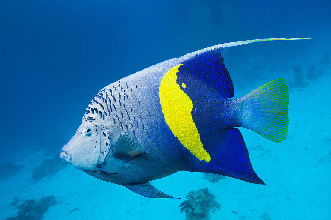 Yellowbar Angelfish, Pomacanthus maculosus, Red Sea, Dahab, Egypt