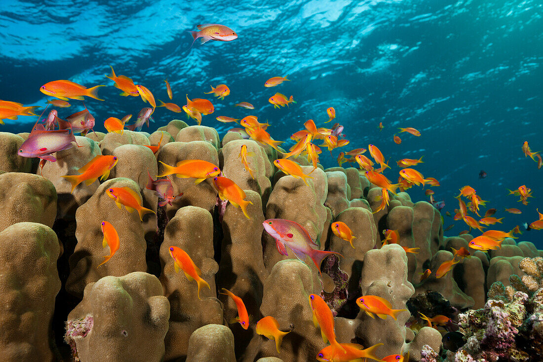 Lyretail Anthias over Coral Reef, Pseudanthias squamipinnis, Red Sea, Ras Mohammed, Egypt