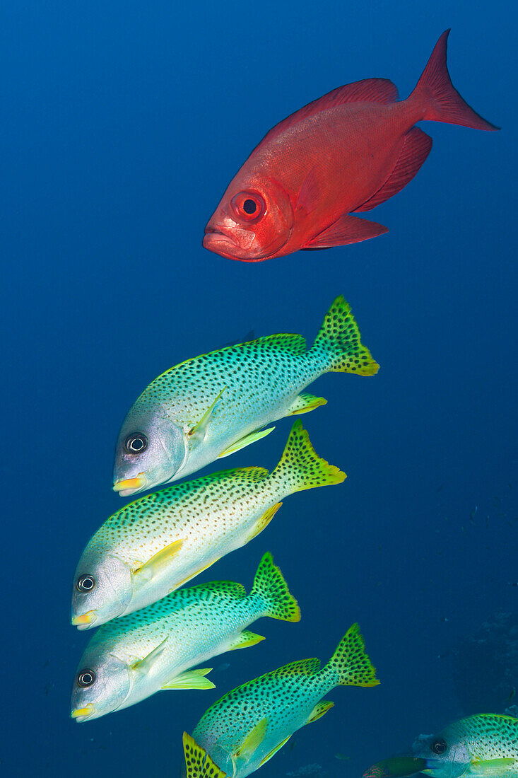 Schwarm Schwarzgepunktete Suesslippen, Plectorhinchus gaterinus, Sanganeb, Rotes Meer, Sudan