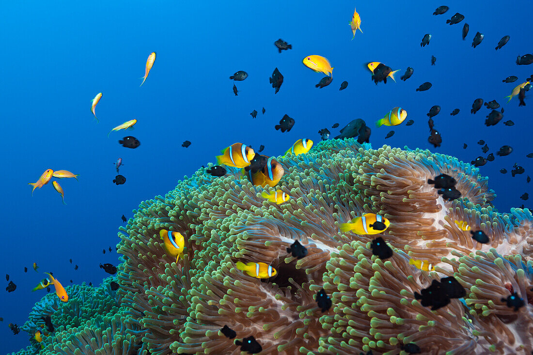 Rotmeer-Anemonenfische im Riff, Amphiprion bicinctus, Shaab Rumi, Rotes Meer, Sudan