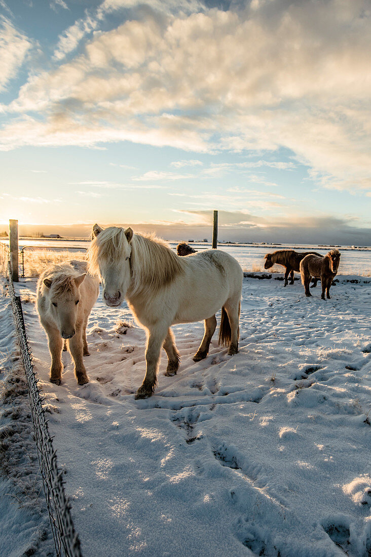 Islandpferde im Winter bei Sonnenaufgang, Ringstraße, Schnee, Wolken, Island
