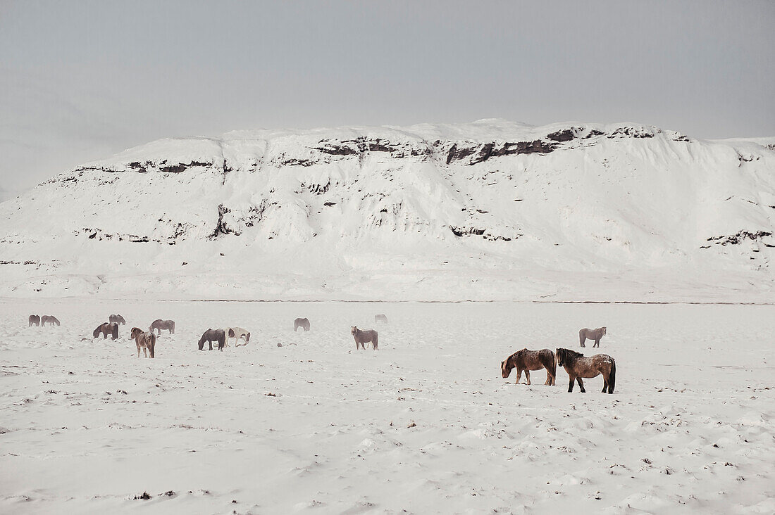 Pferde in Südisland, Islandpferde in Winter, Goldener Kreis, Island