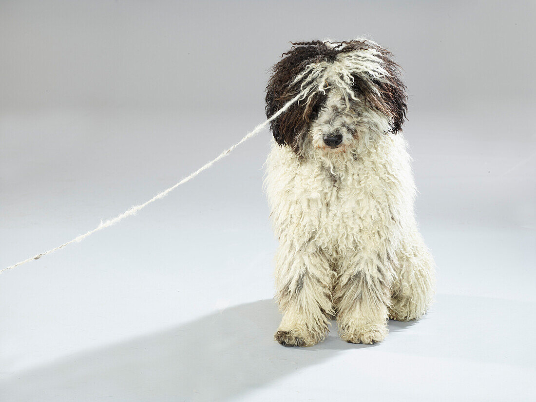Dog with rope sitting against white background