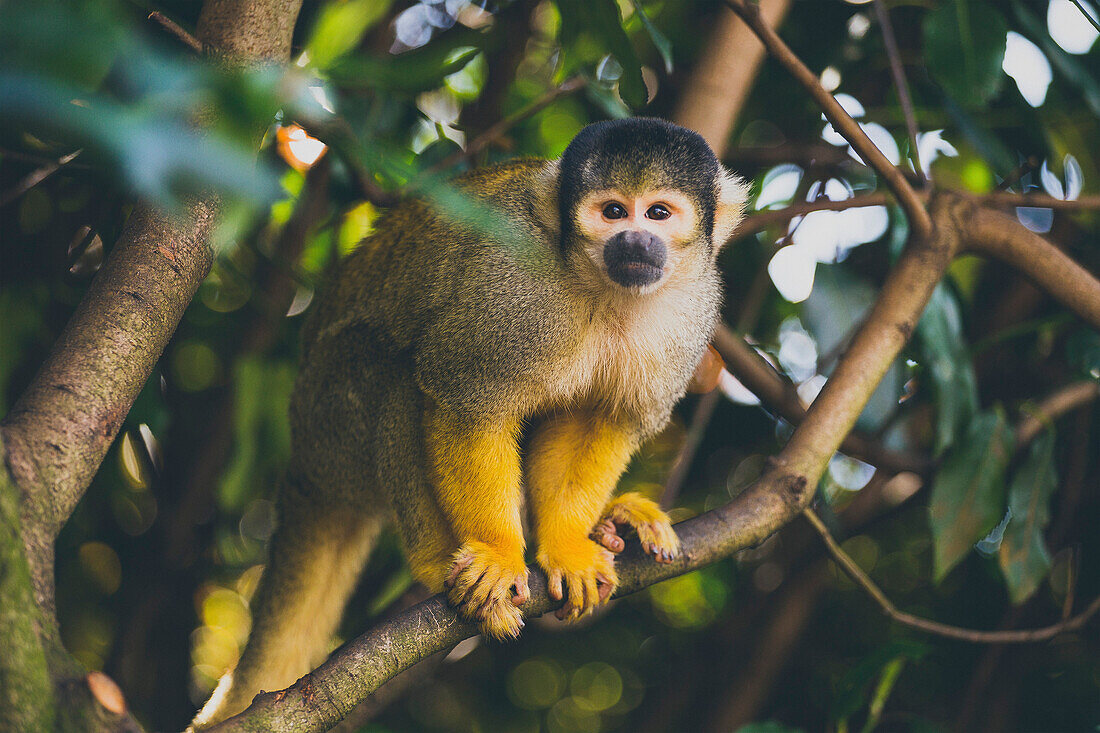 Portrait of squirrel monkey sitting on branch