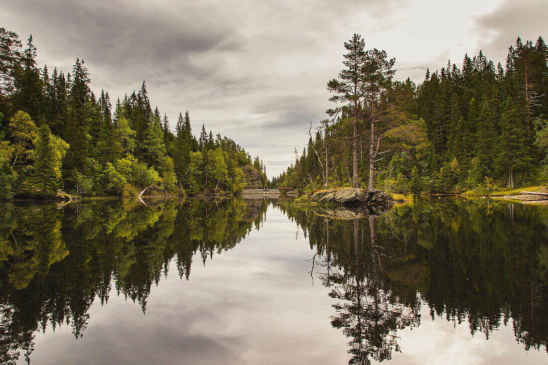 Trees growing by calm lake against cloudy sky