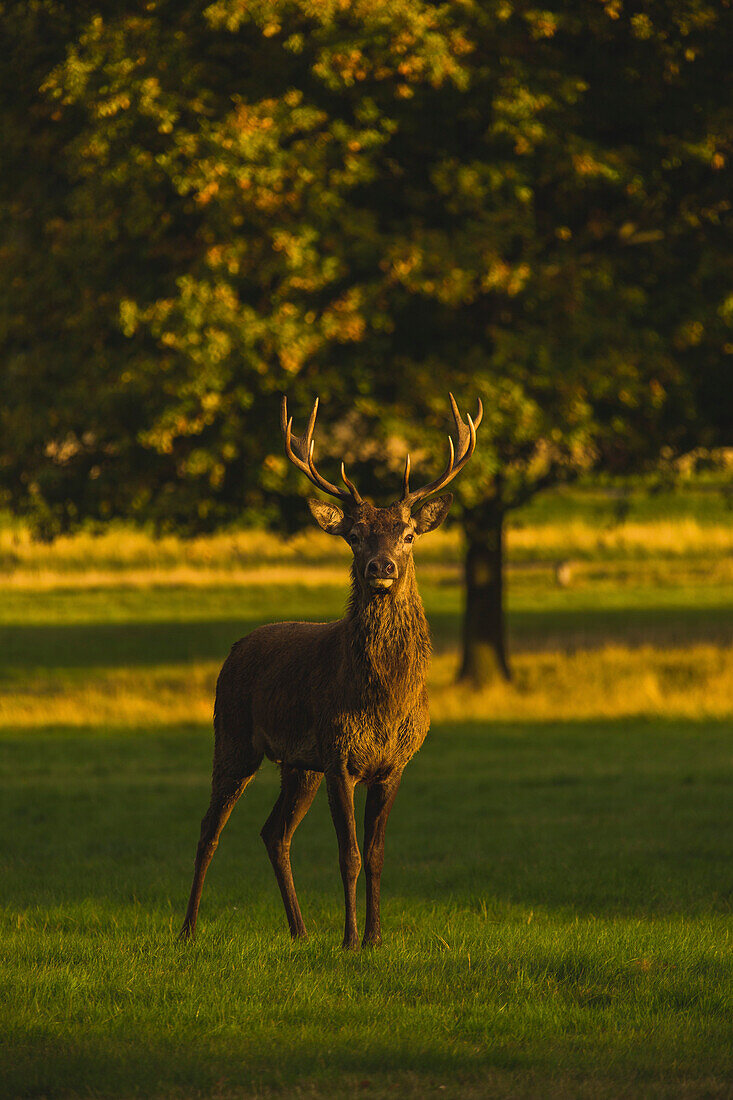 Portrait of deer standing on grassy field