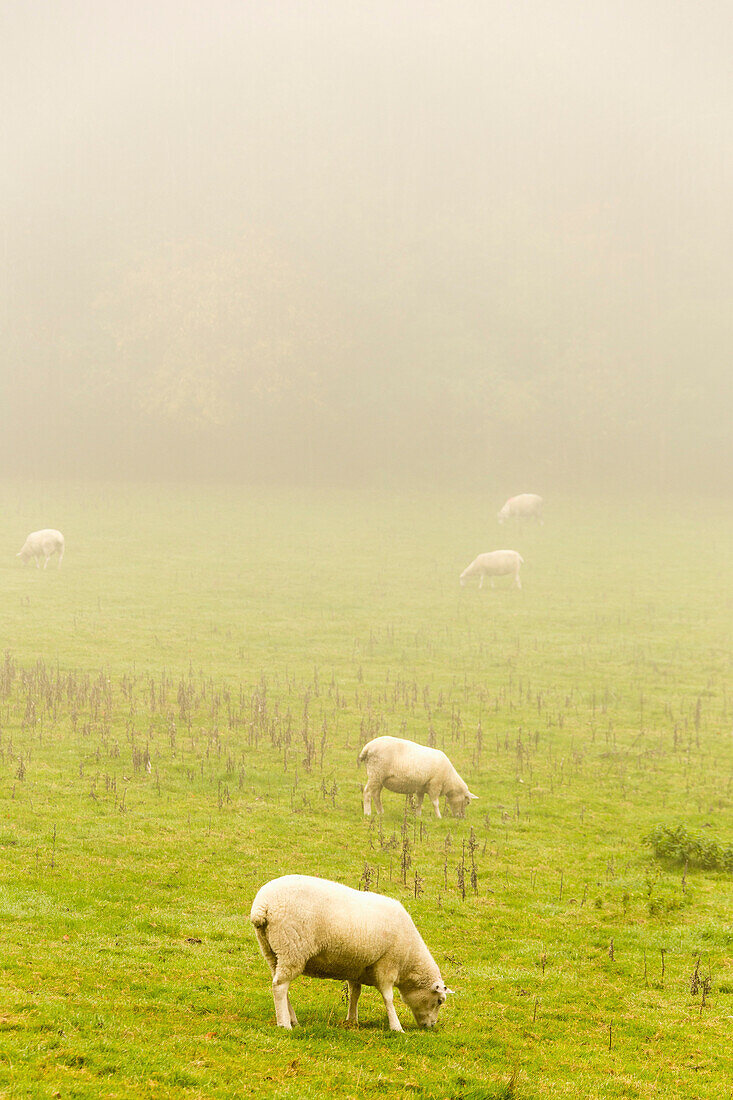 Sheep grazing on grassy field in foggy weather