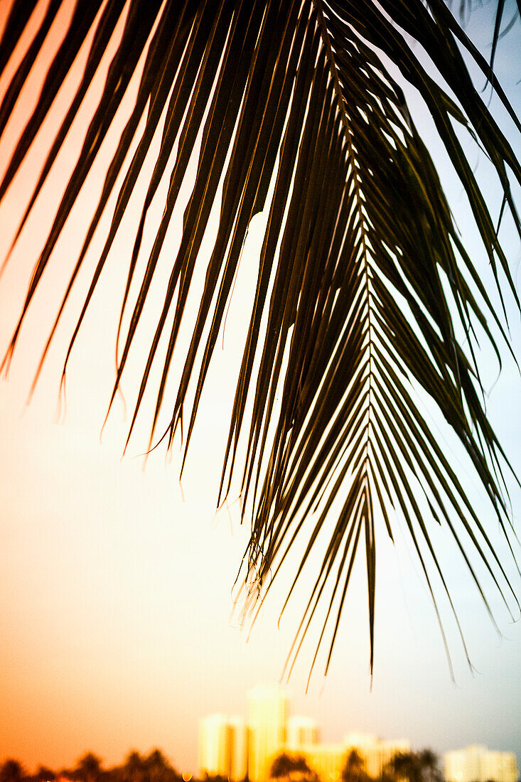 Palm leaf during sunset
