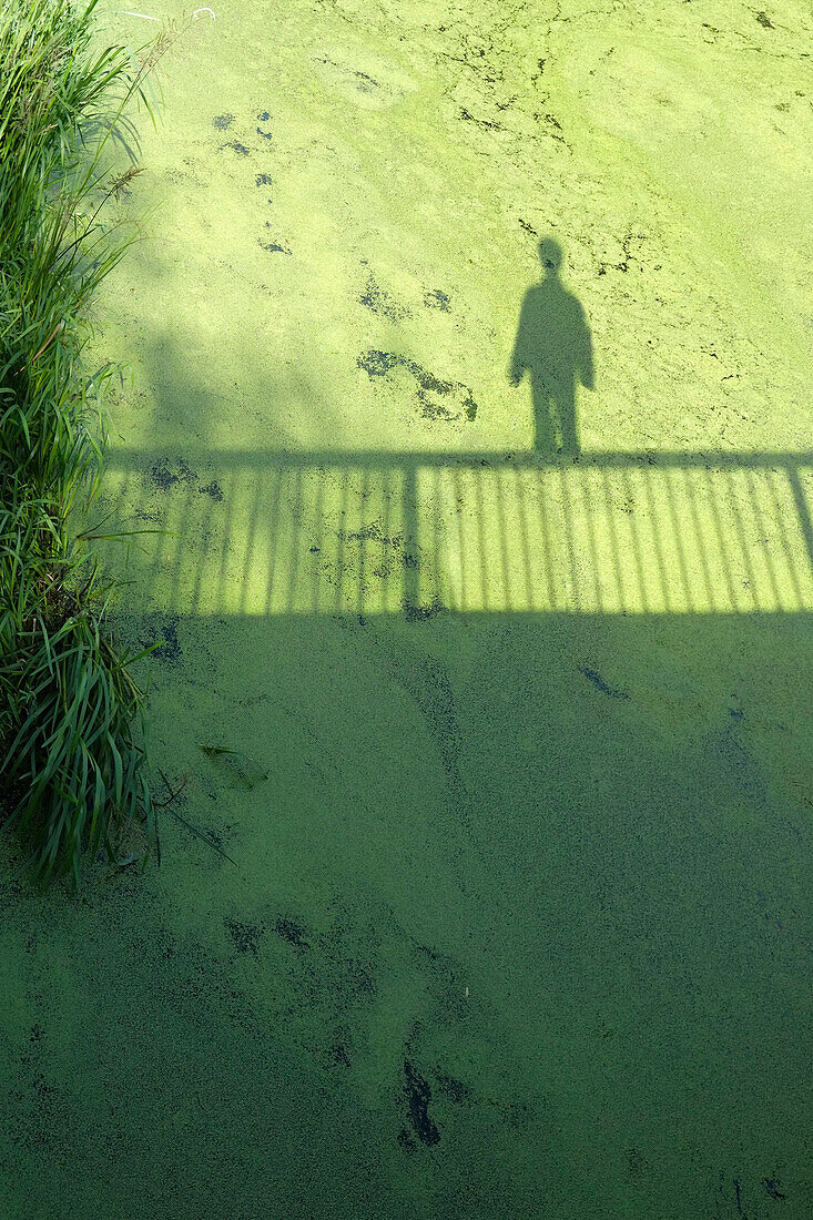 Shadow of person and railing on swamp