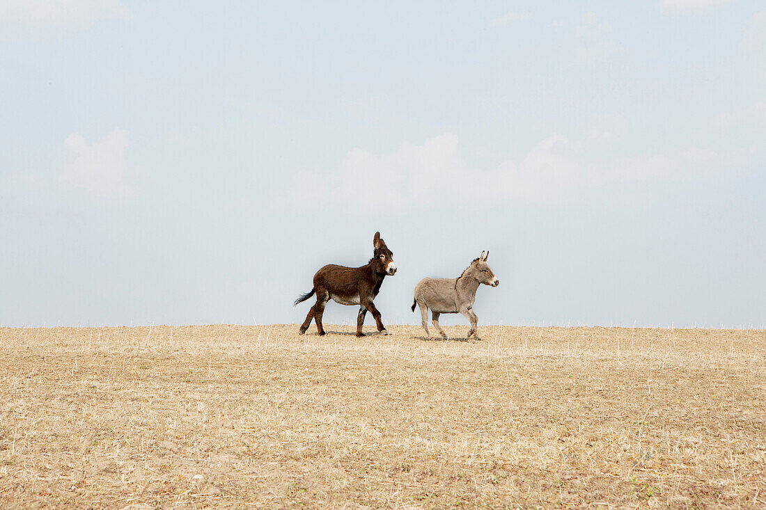 Side view of donkeys walking on agricultural field against sky