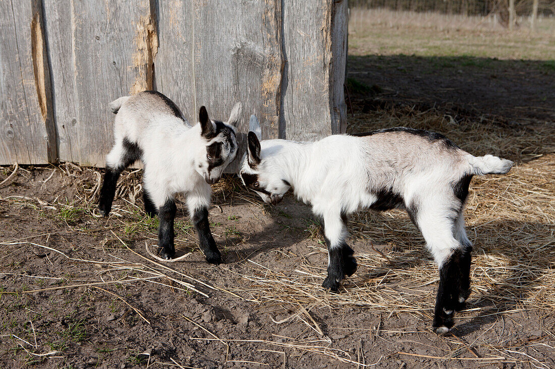 Full length of playful goat kids on field