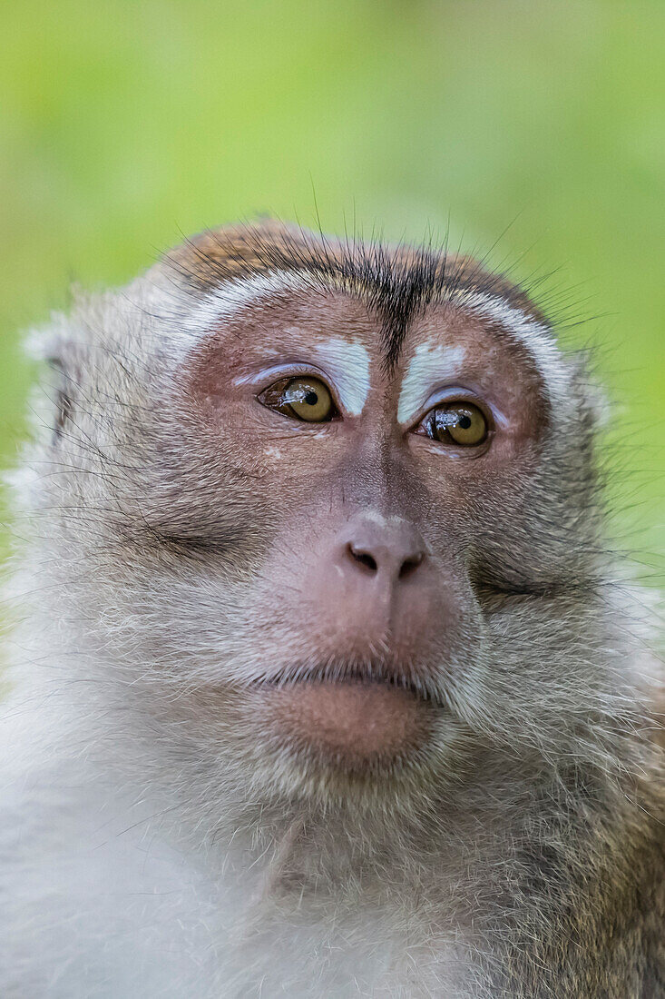 Long-tailed macaque Macaca fascicularis, Bako National Park, Sarawak, Borneo, Malaysia, Southeast Asia, Asia