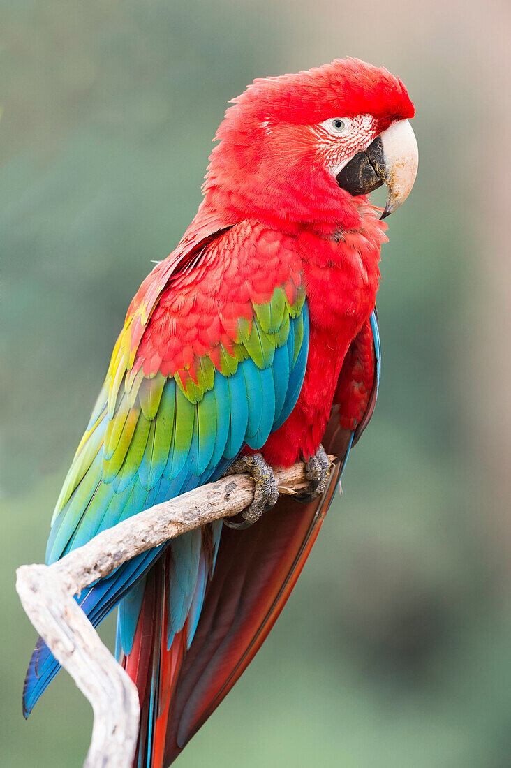 Red-and-green macaw Ara chloropterus, Buraco das Araras, Mato Grosso do Sul, Brazil, South America