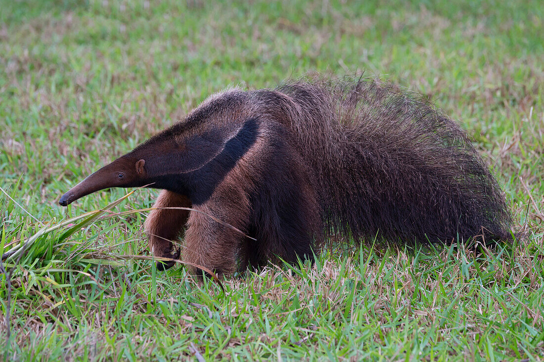 Giant anteater Myrmecophaga tridactyla, Mato Grosso, Brazil, South America