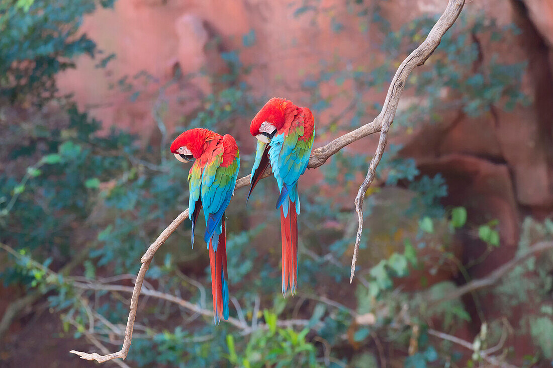 Red-and-green macaws Ara chloropterus perched on a branch in Buraco das Araras, Mato Grosso do Sul, Brazil, South America