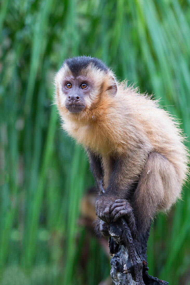 Tufted capuchin Cebus apella brown capuchin black-capped capuchin in a palm tree, Mato Grosso do Sul, Brazil, South America