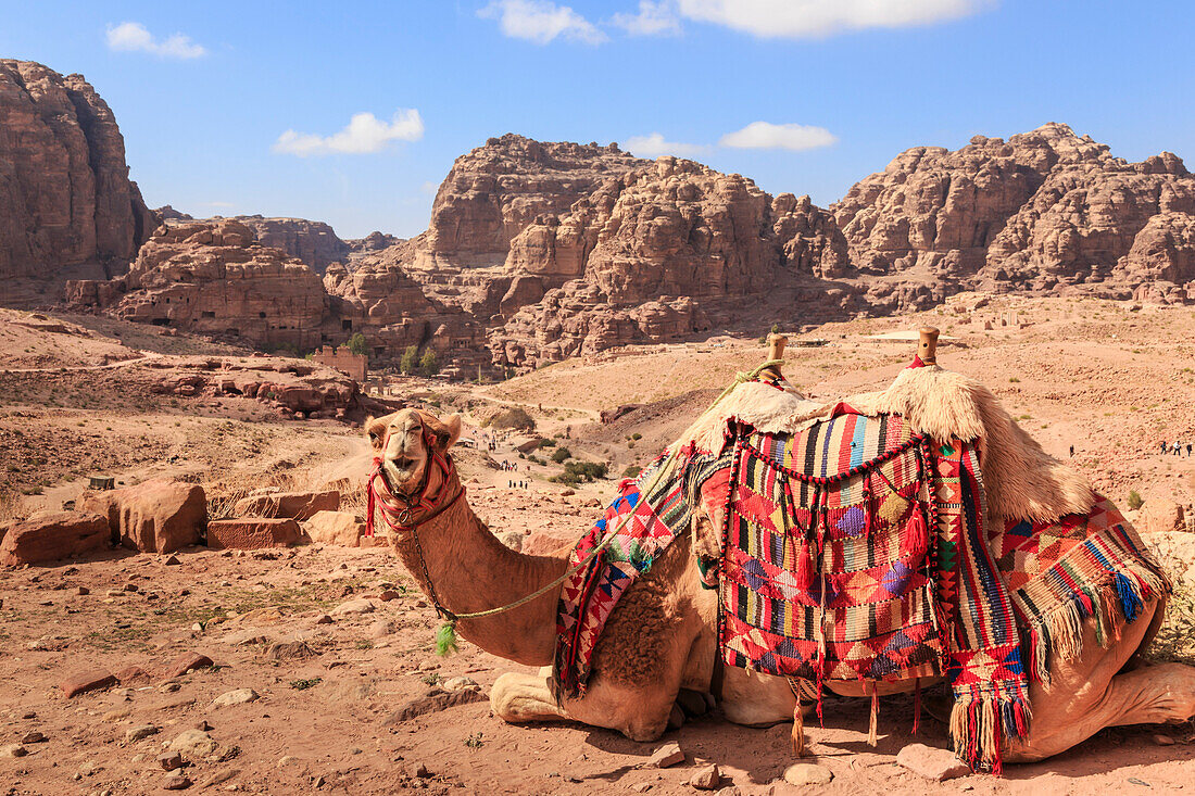 Portrait of seated camel with colourful rugs, view to City of Petra ruins, Petra, UNESCO World Heritage Site, Jordan, Middle East