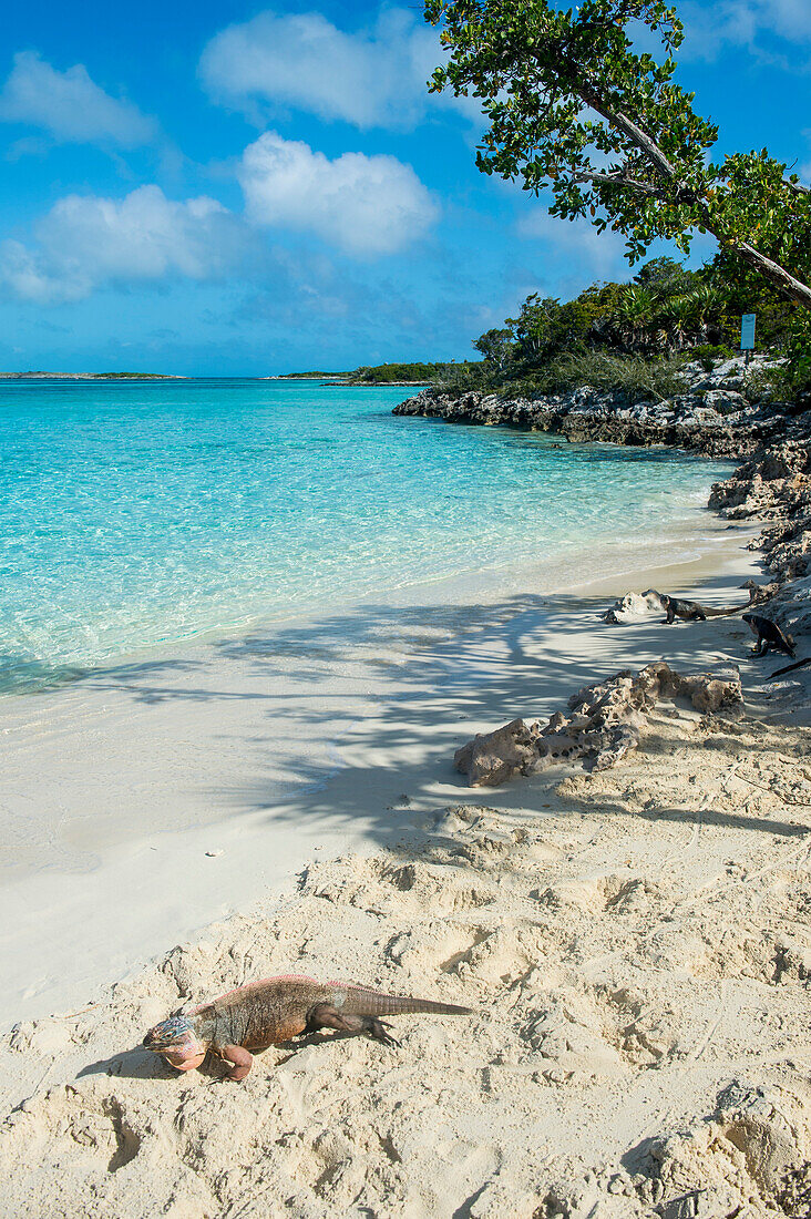 Iguana on a white sand beach, Exumas, Bahamas, West Indies, Caribbean, Central America