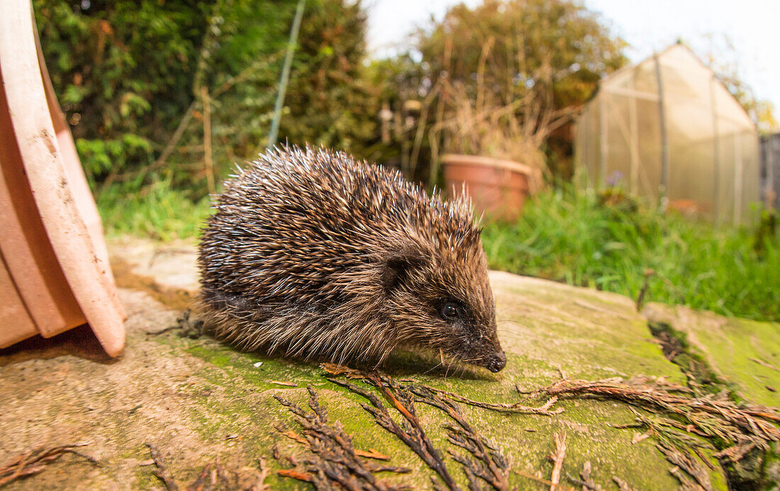 Hedgehog Erinaceinae, Durham, England, United Kingom, Europe