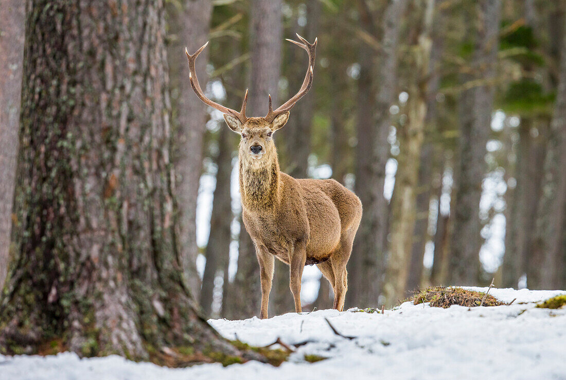 Red deer stag Cervus elaphus, Scottish Highlands, Scotland, United Kingdom, Europe