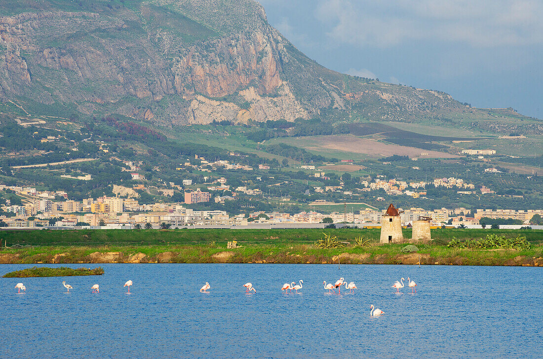 Pink flamingos at salt pans, Trapani, Sicily, Italy, Europe