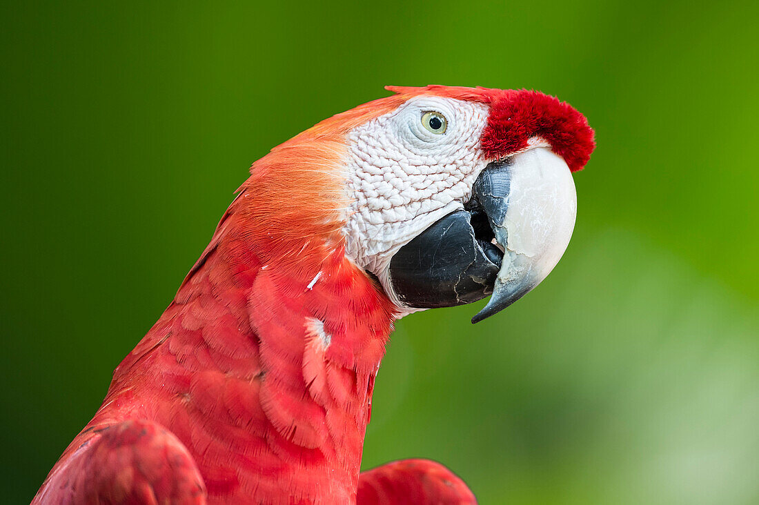 Scarlet Macaw Ara macao, Amazon, Brazil, South America