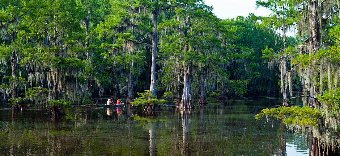 Caddo Lake, Texas, United States of America, North America