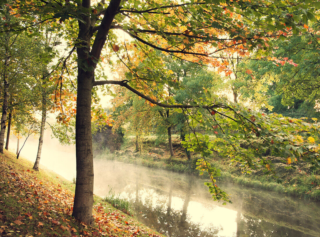 Misty morning on The Royal Canal, Republic of Ireland, Europe