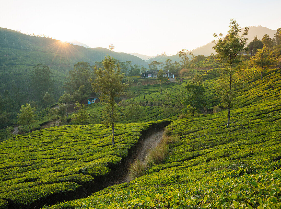 Tea Plantations near Munnar, Kerala, India, South Asia