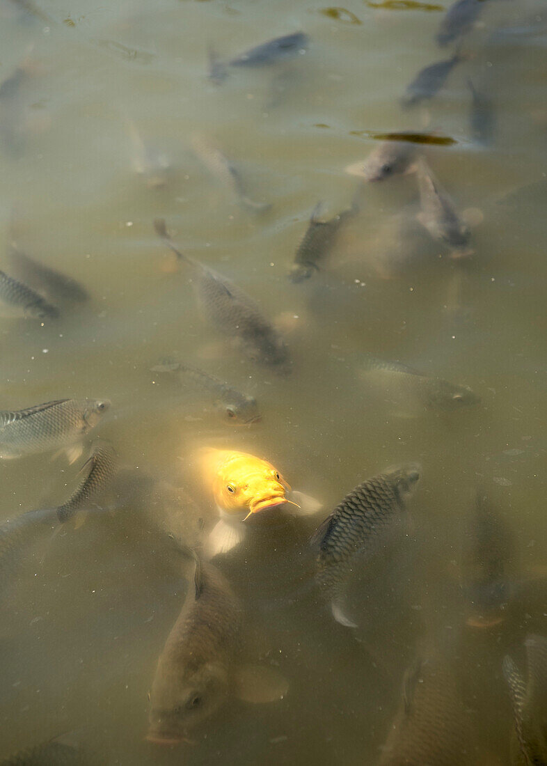 Koi Karpfen schwimmt in völlig überfülltem Fischteich im chinesischen Touristen Dorf bei Pai, Thailand, Südost Asien