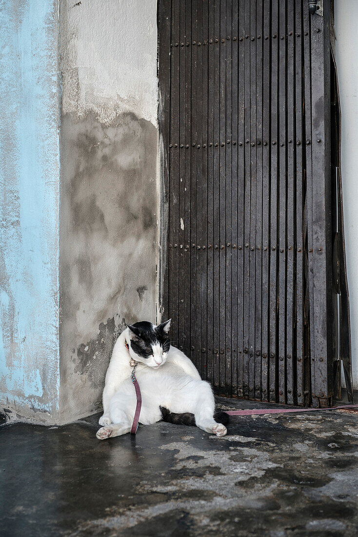 pregnant cat sitting exhausted in front of a colonial house, Phuket Town, Thailand, Southeast Asia