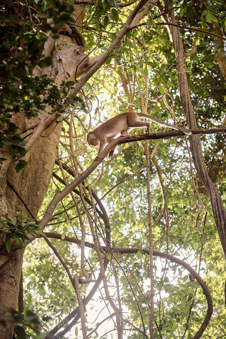 Affe klettert im Dschungel, Rai Leh Strand, Bucht von Pha Nga, Krabi Provinz, Andamanen Küste, Thailand, Südost Asien