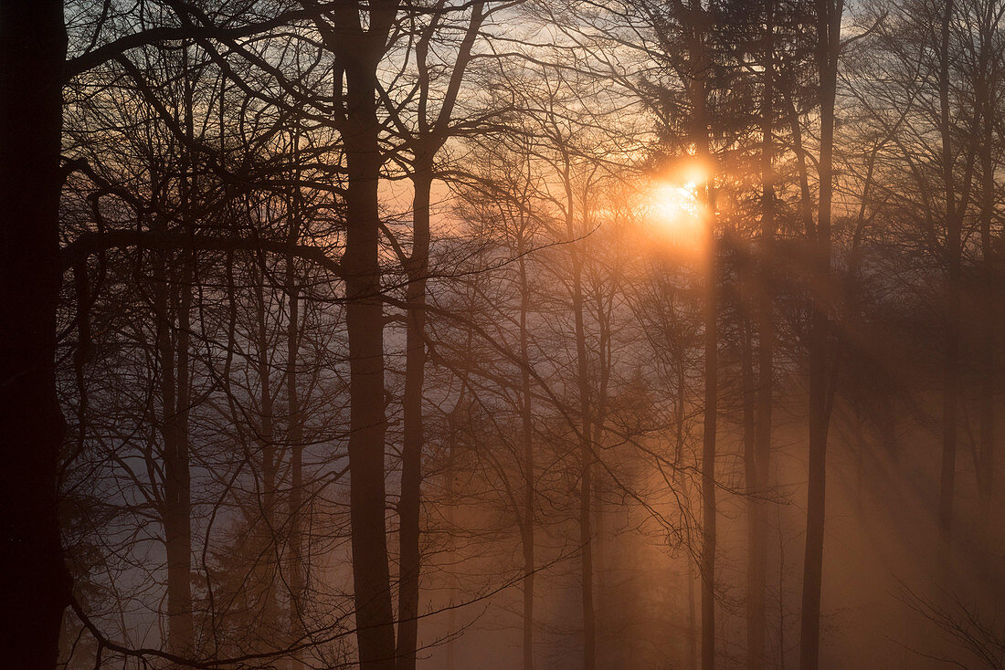 The forest of Uetliberg above Zurich during sunset, canton of Zurich, Switzerland