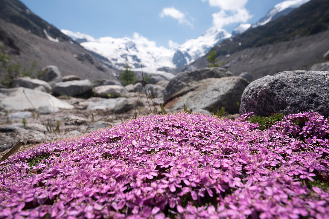 Cushion pink, Silene acaulis, in the glacier foreland of the Morteratsch Glacier, on the right Piz Bernina, Bernina Massif, Central Eastern Alps, canton of Grisons, Switzerland