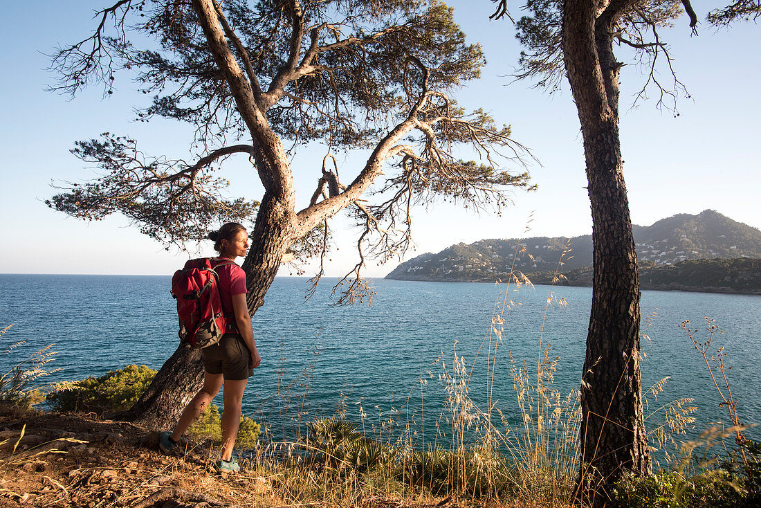 A young woman with a rucksack is standing in the evening sun next to mediterranean pine trees, behind her the sea, Canyamel,  Mallorca, Balearic Islands, Spain