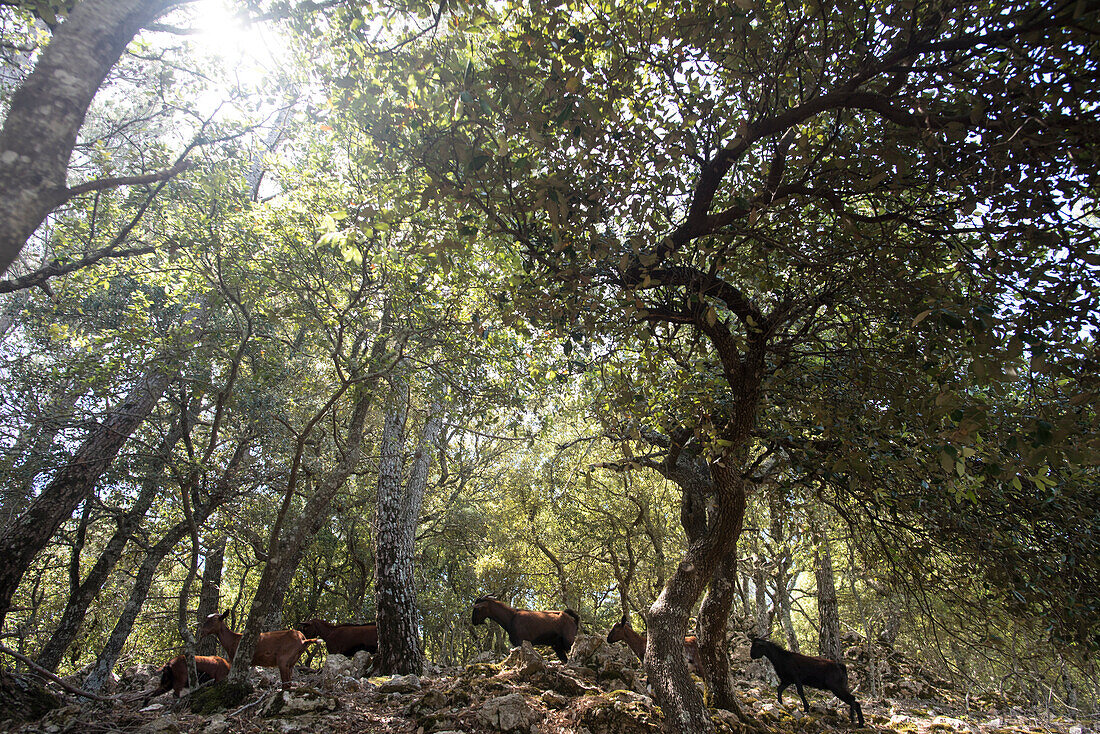 Goats are walking through and oak tree forest near Lluc in the north of Mallorca, Balearic Islands, Spain