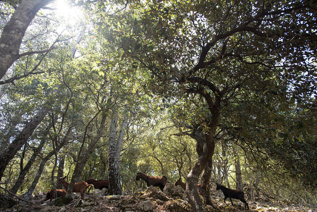 Ziegen trippeln durch einen Eichenwald in der Nähe von Lluc im Norden von Mallorca, Balearen, Spanien