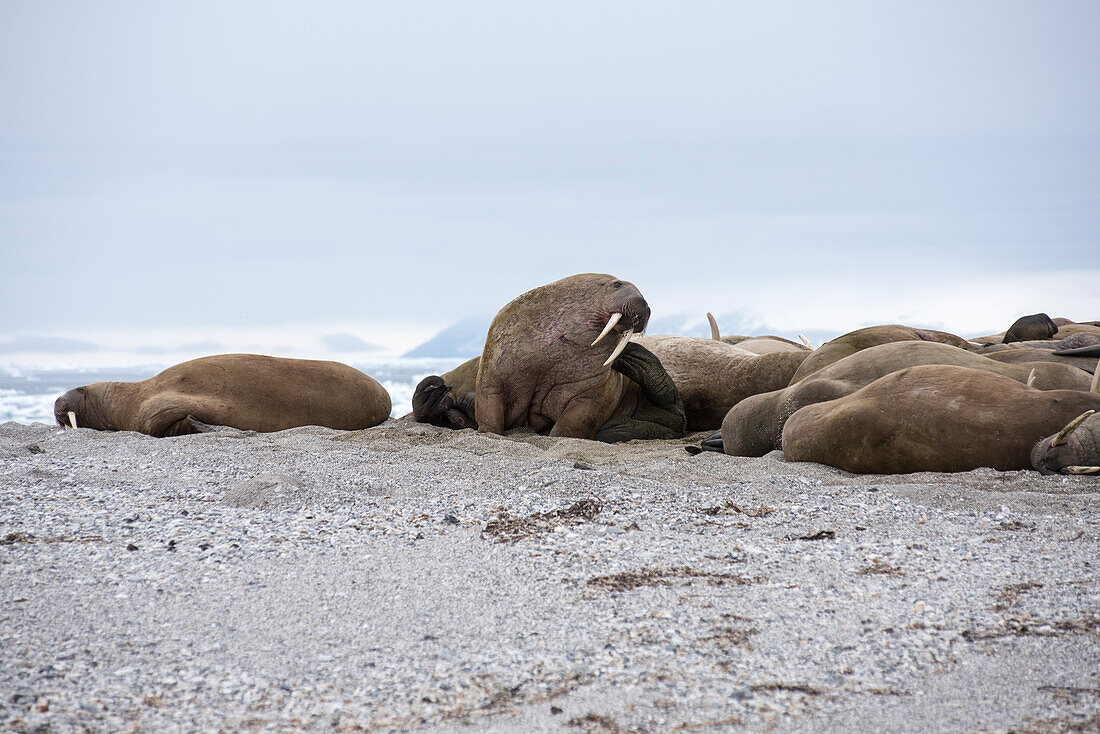 Walruses on the shore of the island of Nordaustlandet, Svalbard, Norway