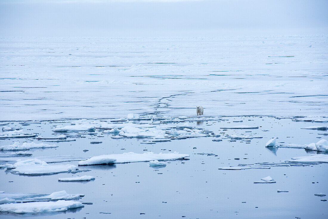 A polar bear in the drift ice of the Arctic ice pack north of Spitsbergen, Svalbard, Norway