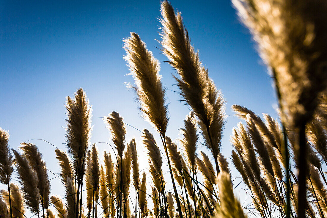 Yellow reed against the light of the sun as a contrast to the blue sky, Kitty Hawk, Outer Banks, North Carolina, USA