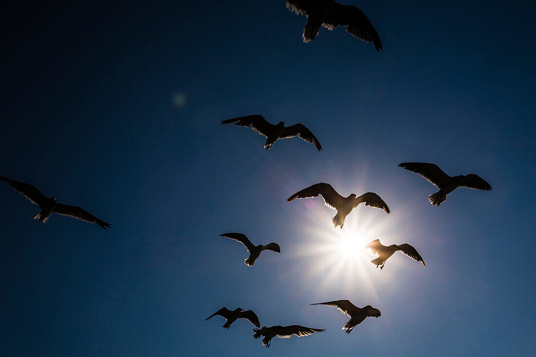 A group of flying seagulls against the light of the sun, Nags Head, Outer Banks, North Carolina, USA