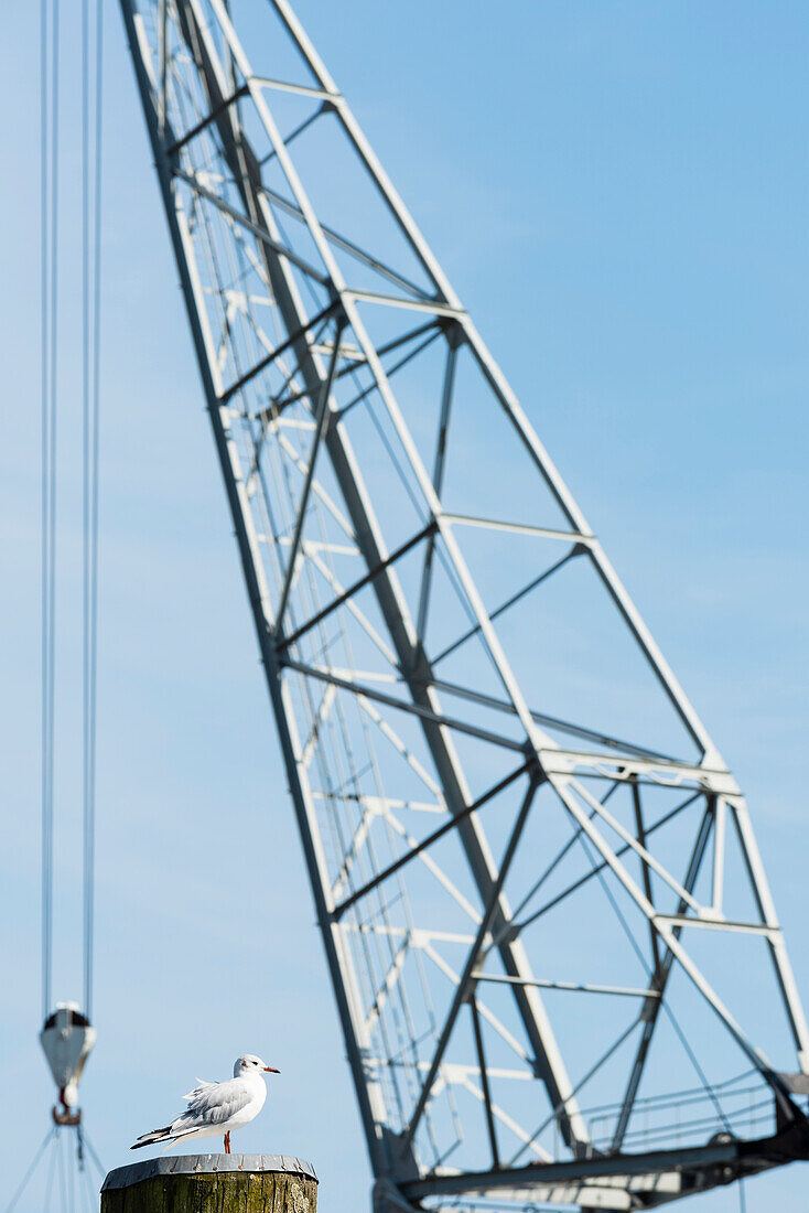 A seagull on a pile with a crane in the background in the museum harbour of Oevelgönne, Hamburg, Germany