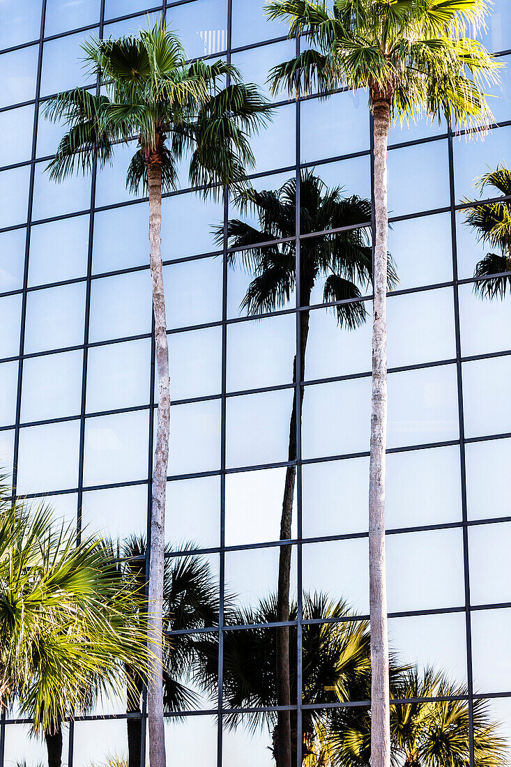 Palms are reflected in the glass facade of an office building, Miami, Florida, USA