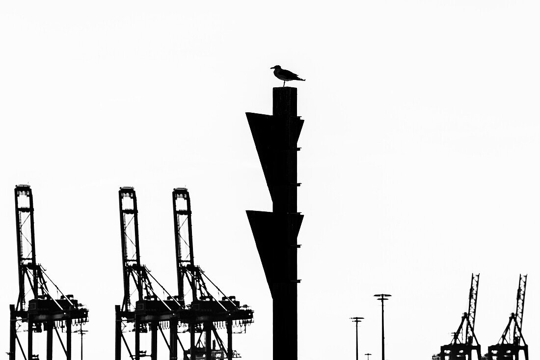 A seagull on a navigational sign with container cranes as a background in the Hamburg harbour, Hamburg, Germany