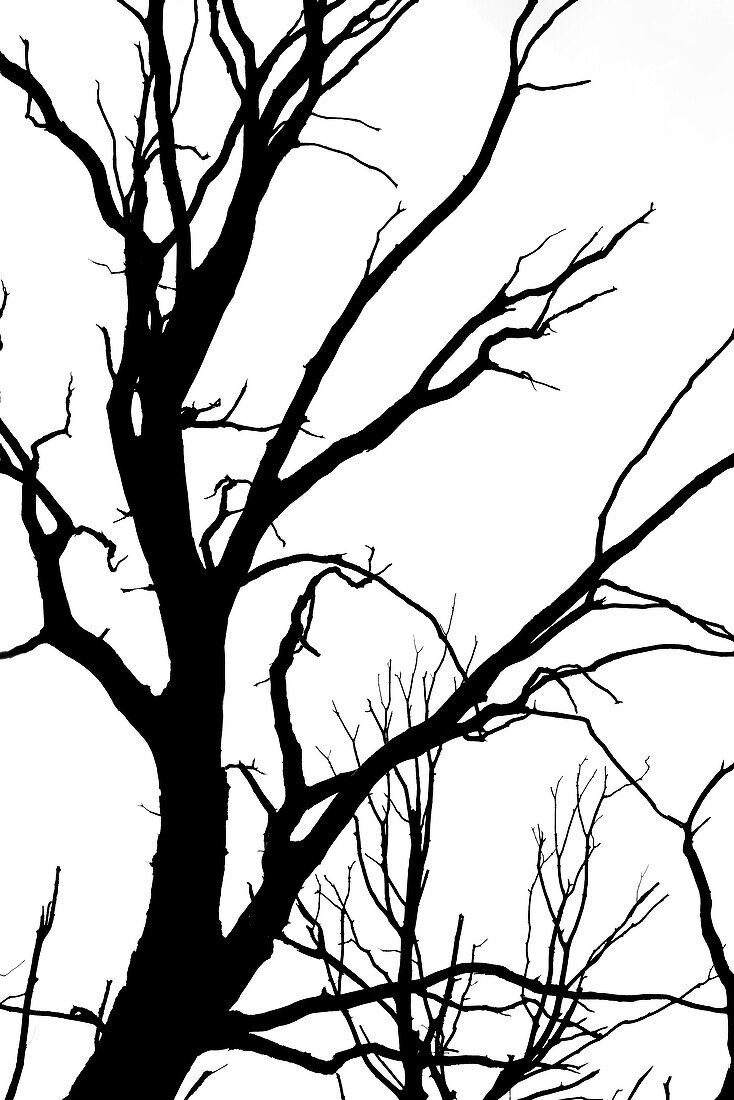 Silhouette of a dead tree, Hamburg, Germany